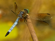 22nd Jun 2020 - Blue dasher dragonfly 