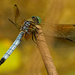 Blue dasher dragonfly  by rminer