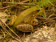 22nd Jun 2020 - green frog
