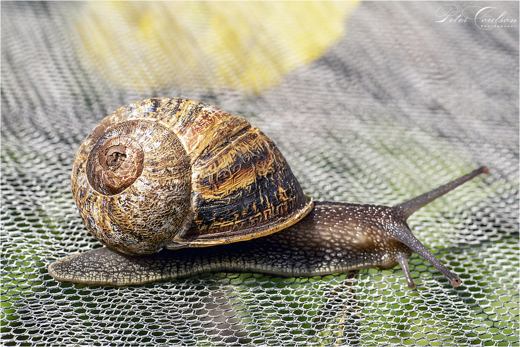 Snail by pcoulson