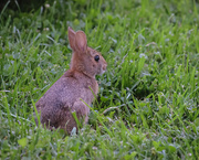 22nd Jun 2020 - Baby Rabbit in the Front Yard