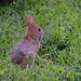 Baby Rabbit in the Front Yard by marylandgirl58