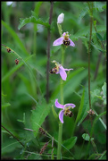 22nd Jun 2020 - Bee Orchid