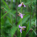 Bee Orchid by ellida