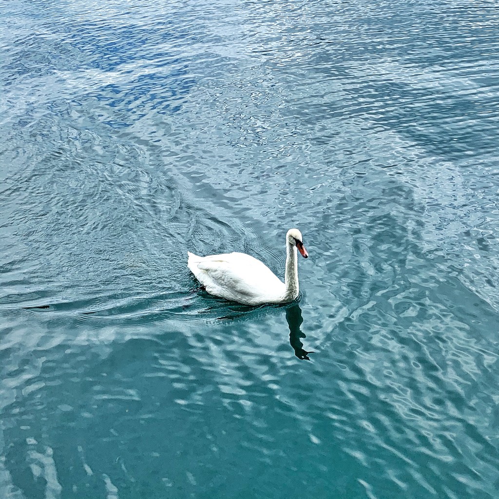 Swan.  by cocobella