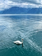 23rd Jun 2020 - Swan lake. 