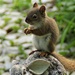 Baby Squirrel  by radiogirl