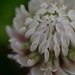 White clover by dawnbjohnson2
