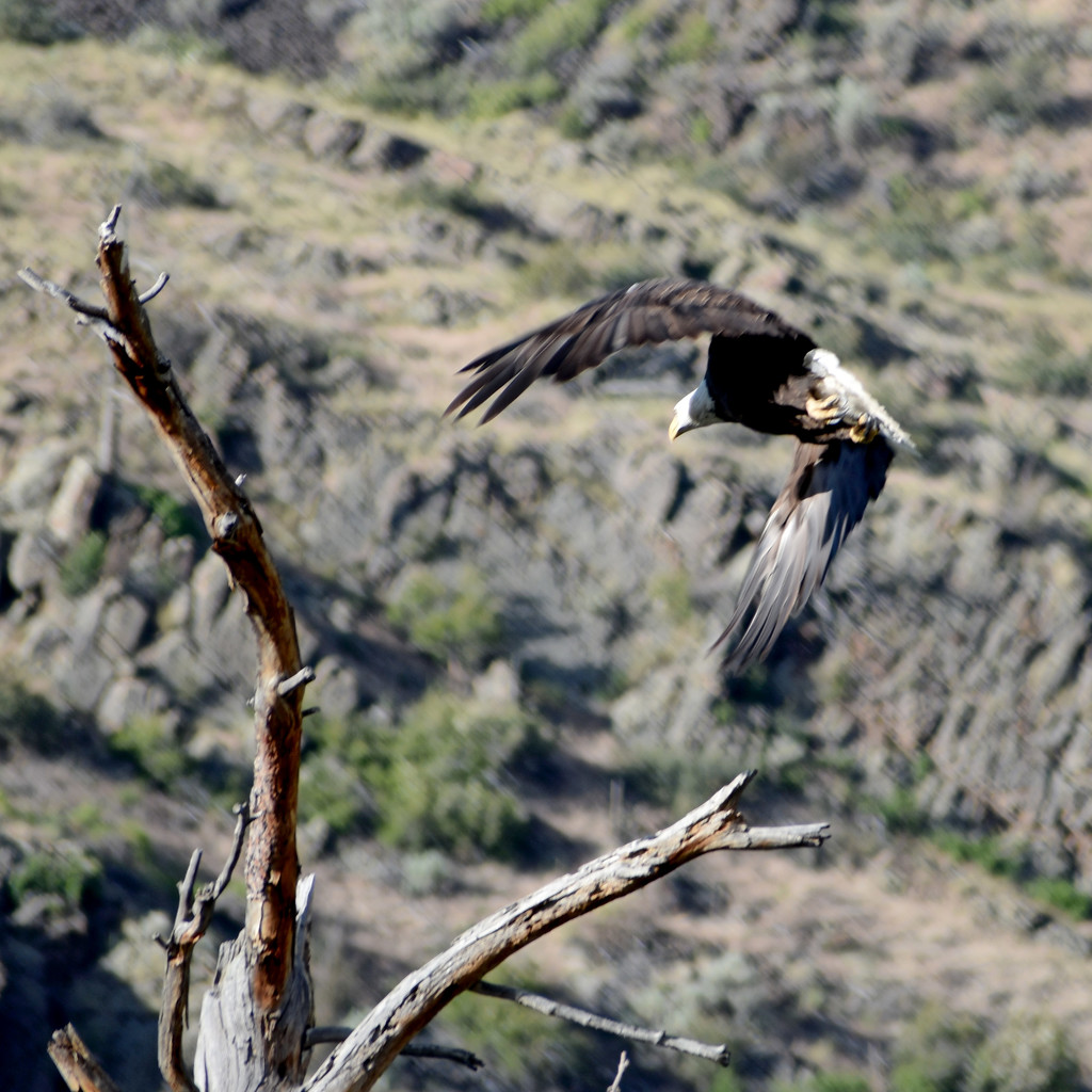 Eagle Taking Flight by bjywamer