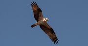 22nd Jun 2020 - Osprey Overhead!