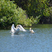 Trumpeter Swan Couple by bjywamer