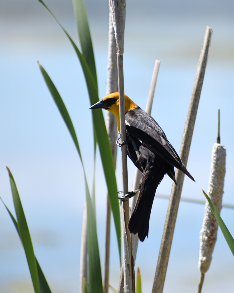 Yellow-Headed Blackbird On Marsh Grass by bjywamer