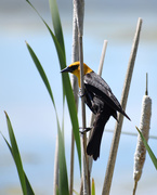 22nd Jun 2020 - Yellow-Headed Blackbird On Marsh Grass