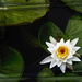 Waterlily by lstasel