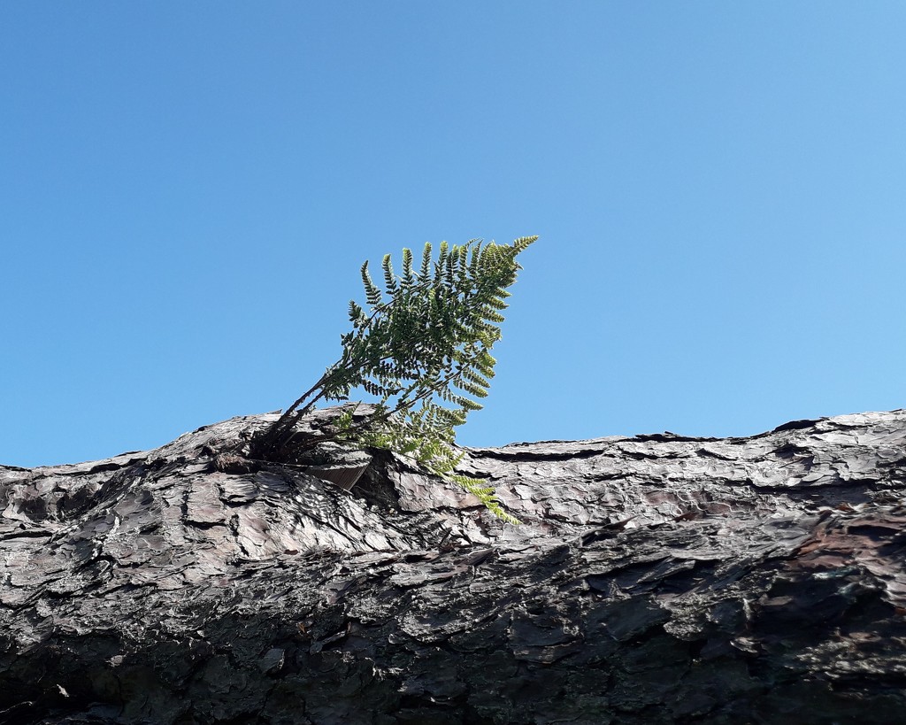 Fern on fallen tree  by jokristina