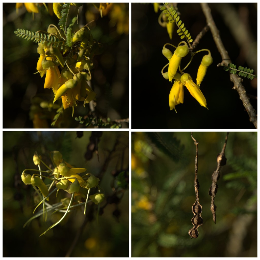 The kowhai by dide
