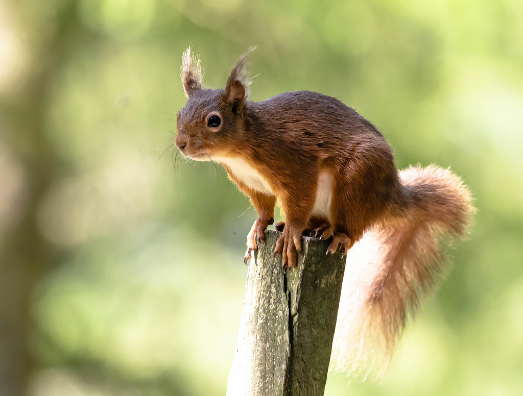 red squirrel  by shepherdmanswife