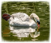 23rd Jun 2020 - Mute Swan (Cob)
