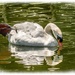 Mute Swan (Cob) by carolmw