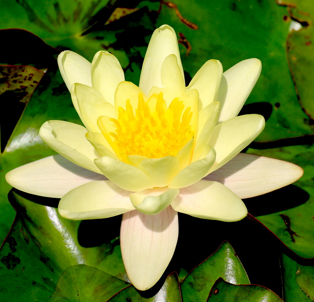 Yellow Water Lily by davemockford