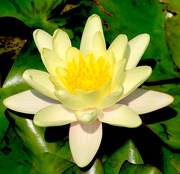 23rd Jun 2020 - Yellow Water Lily