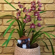 24th Jun 2020 - Jordan T & Beautiful Orchids ~    