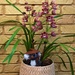 Jordan T & Beautiful Orchids ~     by happysnaps