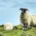 Moorland ewe by craftymeg