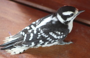 23rd Jun 2020 - A scared little woodpecker chick