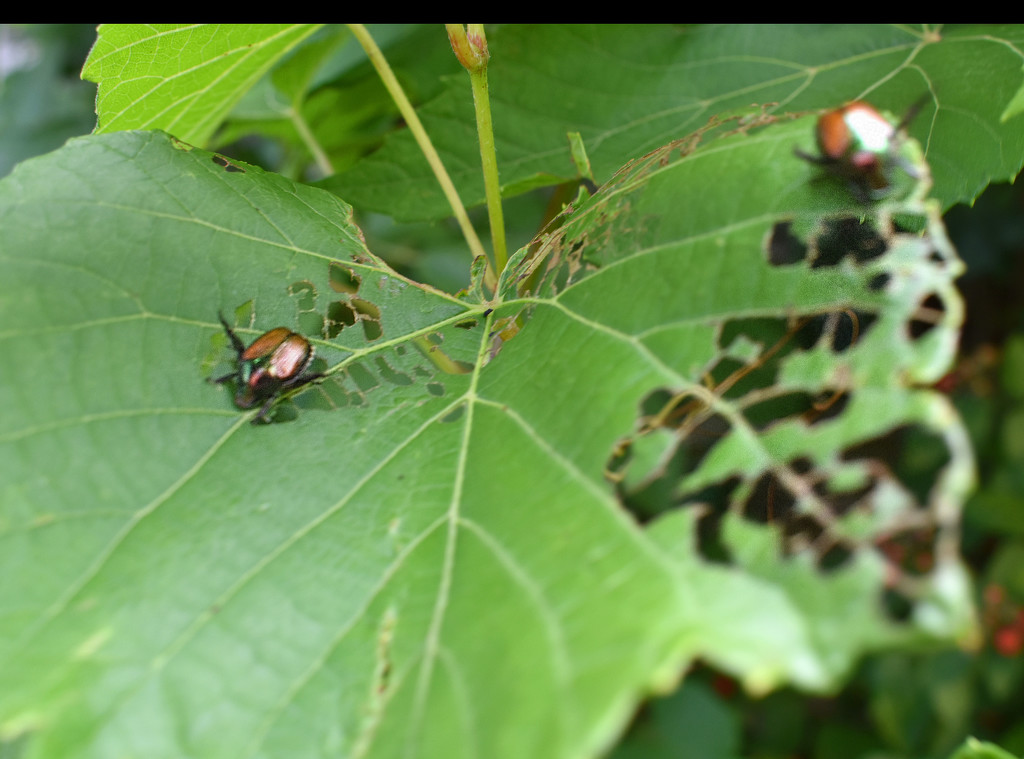 Japanese Beetle friends by homeschoolmom