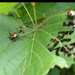 Japanese Beetle friends by homeschoolmom
