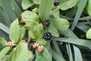 19th Jun 2020 - Ripe blackberries