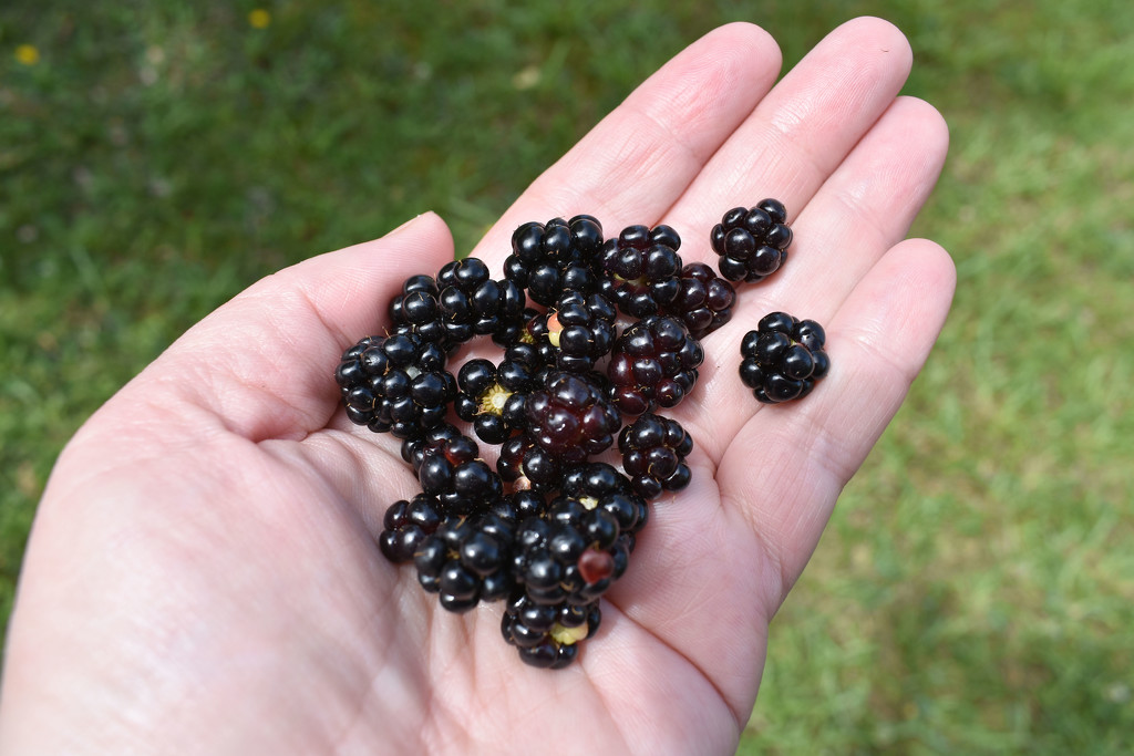 Handful of tiny blackberries by homeschoolmom