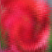 Abstract gladiola by homeschoolmom
