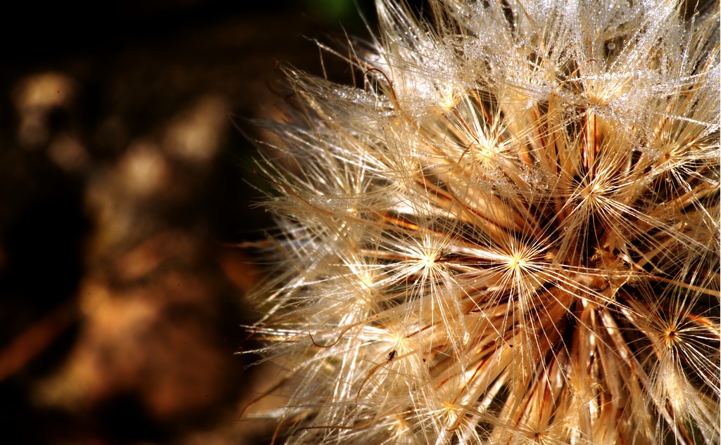 Dandelion by moonbi