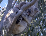 22nd Jun 2020 - the circle of koala life