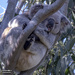 the circle of koala life by koalagardens