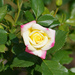 Moonstone rose by larrysphotos