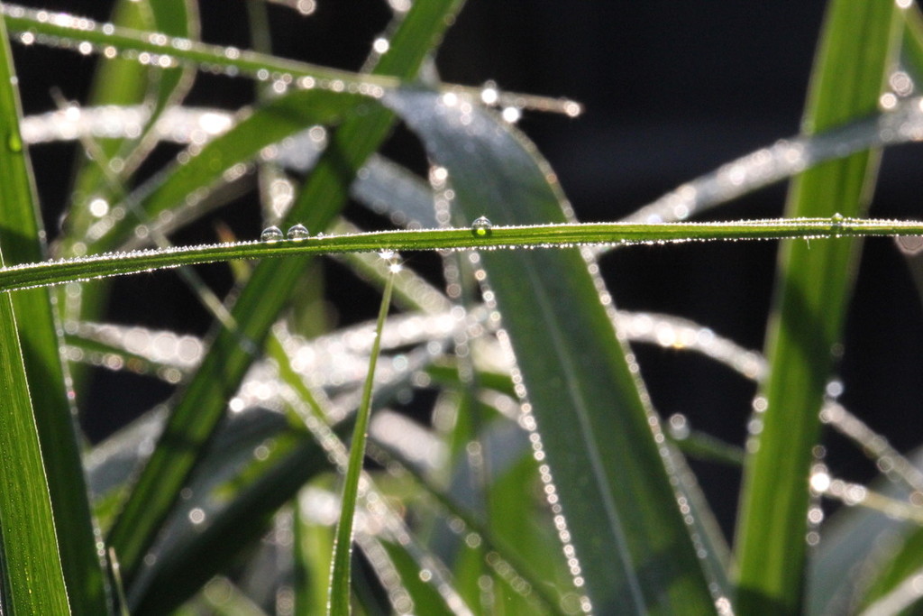 morning dew by michael_ludgate