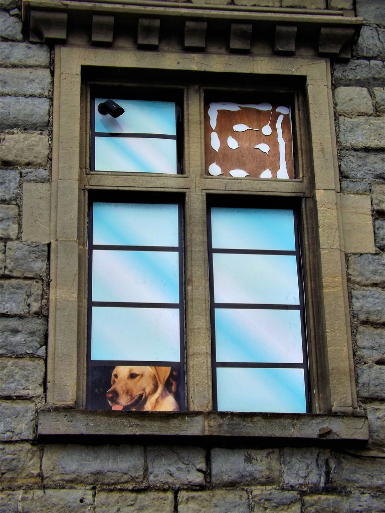 Has much is that doggy in the window? by ajisaac