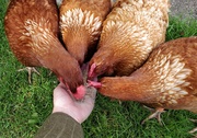 21st Jun 2020 - Feeding the chickens