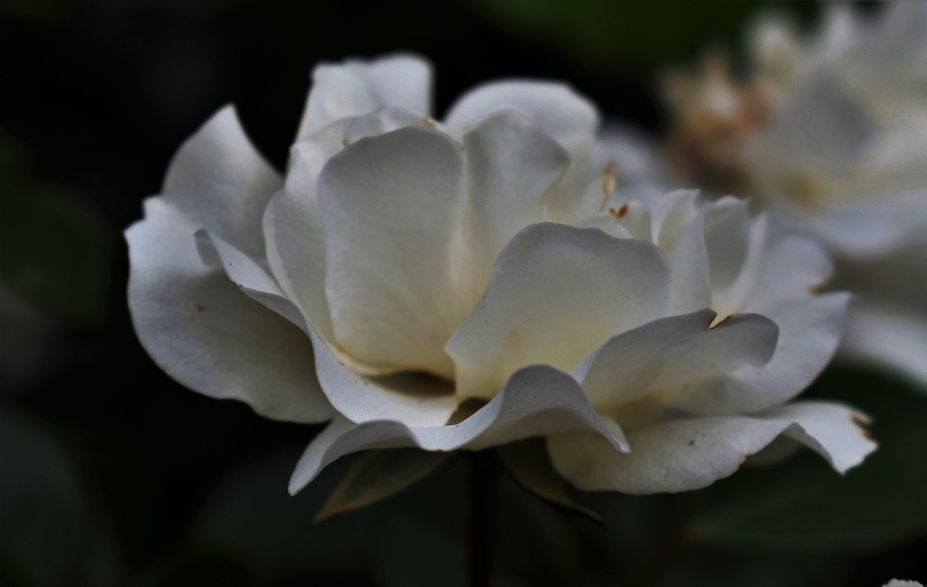 White rose by sandlily