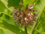 23rd Jun 2020 - Common milkweed