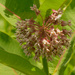 Common milkweed by rminer