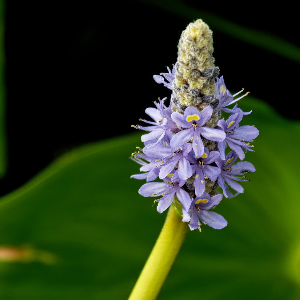 pickerelweed  by rminer
