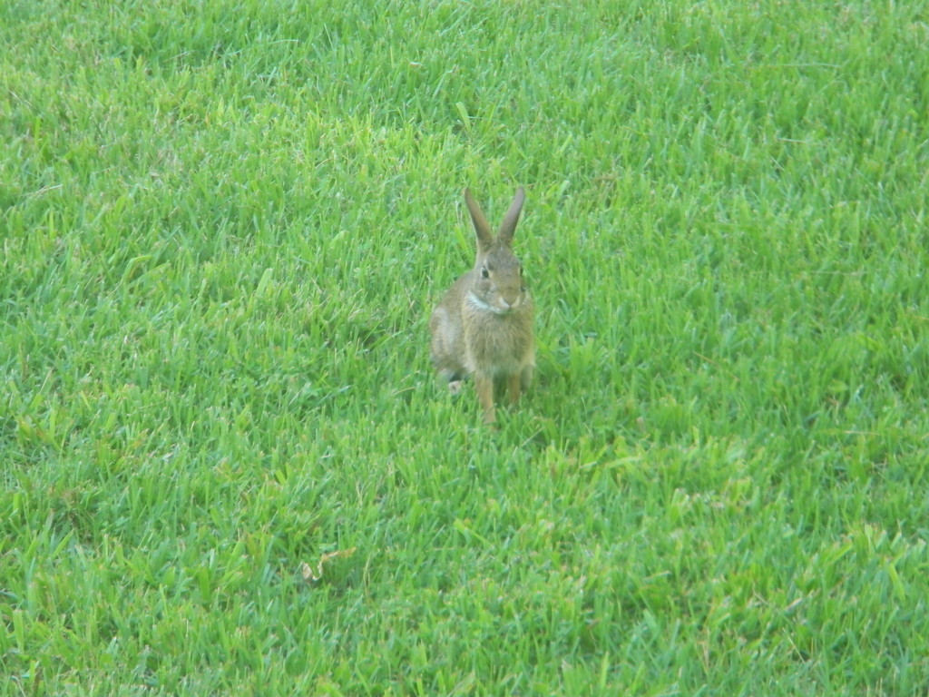 Rabbit in Front Yard  by sfeldphotos