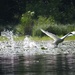 Swan in flight by dawnbjohnson2