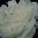 My Peonies are open by radiogirl