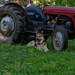 Prince in the Shade by farmreporter