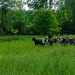 Belly Deep in Grass by farmreporter